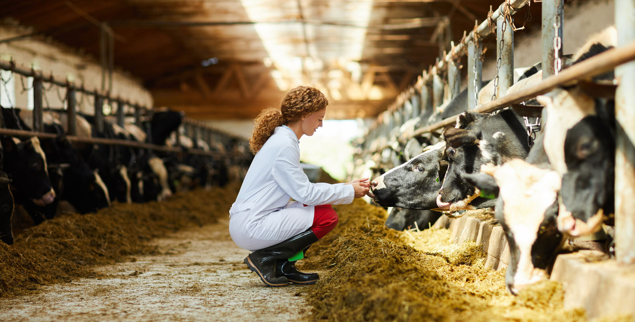 woman crouches next to dairy cows on farm